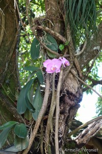 Guadeloupe Août 2015-02745   